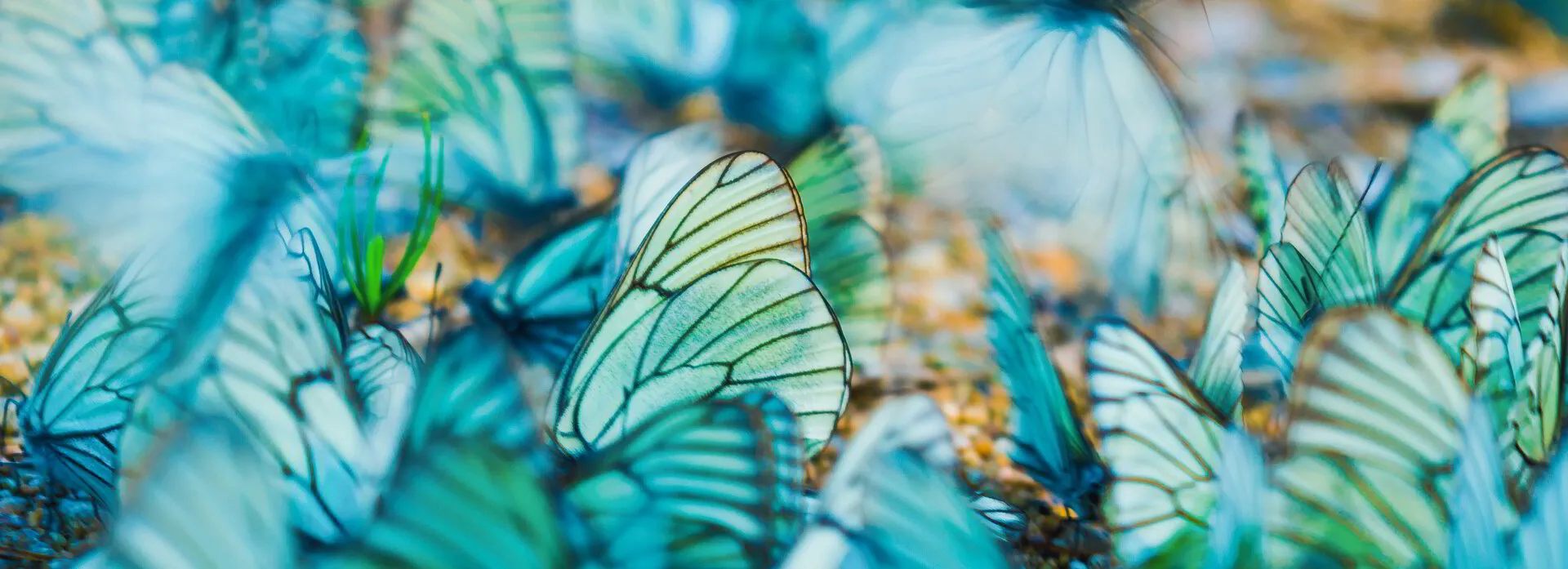 A flutter of soft teal butterflies — Glowtique's emblem of transformation